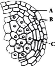 case-study-biology-12-ch-01-q2-ii