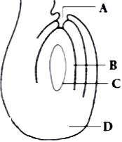 case-study-biology-12-ch-01-q5-iii