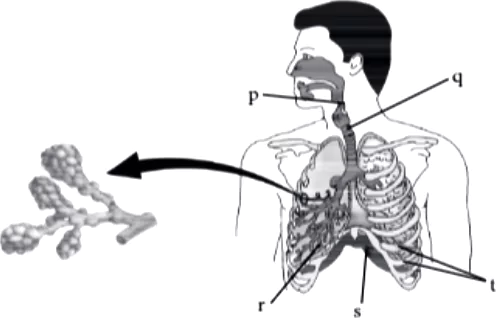 case-study-science-10-ch-06-Q-05-iv