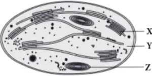 case-study-science-10-ch-06-Q-06-iv