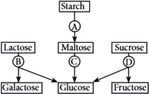 case-study-science-10-ch-06-Q-10-iv