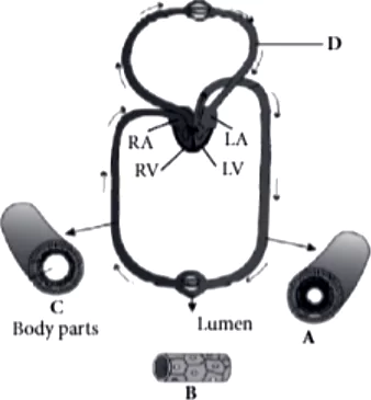 case-study-science-10-ch-06-Q-13-i