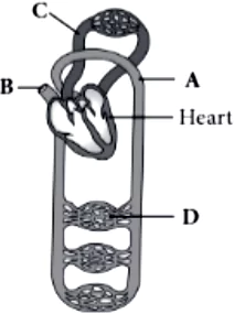 case-study-science-10-ch-06-Q-13-iv