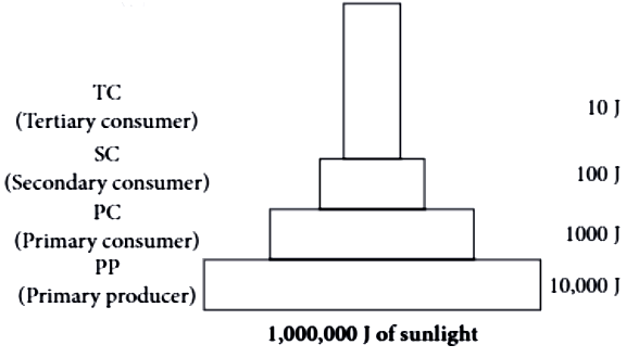 case-study-science-10-ch-13-q-1-iv