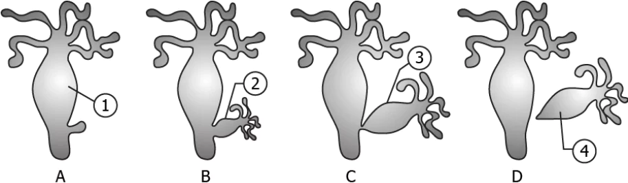 cbe-science-10-ch-7-q-10