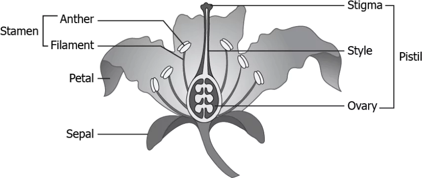 cbe-science-10-ch-7-q-13