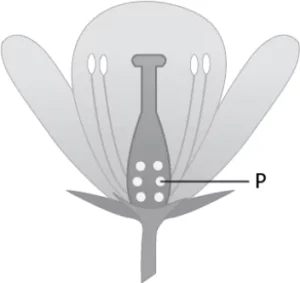 cbe-science-10-ch-7-q-14
