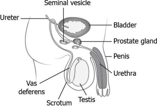 cbe-science-10-ch-7-q-17