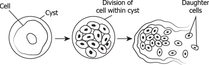 cbe-science-10-ch-7-q-3