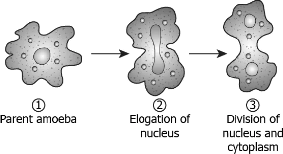 cbe-science-10-ch-7-q-4