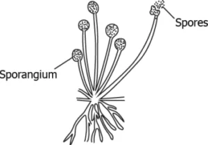 cbe-science-10-ch-7-q-5