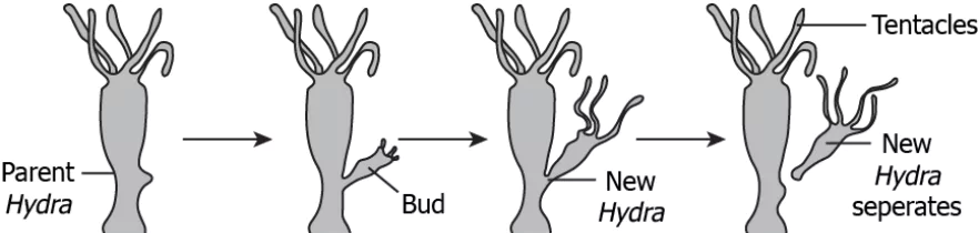 cbe-science-10-ch-7-q-9