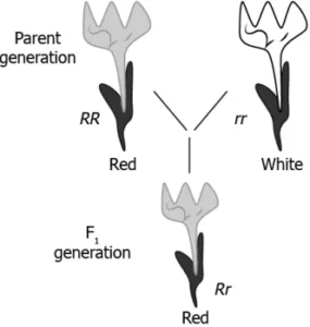 cbe-science-10-ch-8-q-1