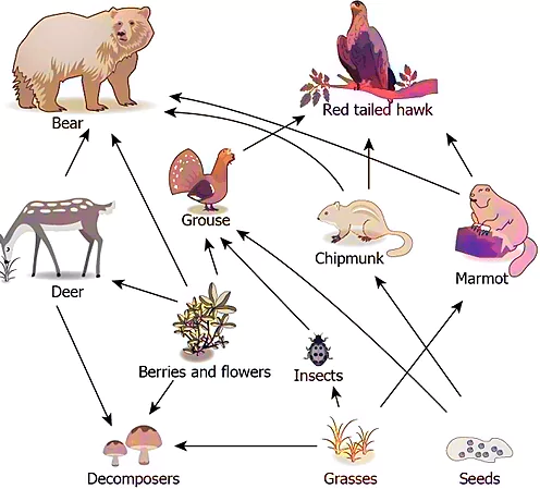 cbe-questions-science-class-6-ch-1-q-10