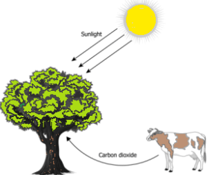 cbe-questions-science-class-6-ch-11-q-11-a