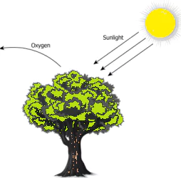 cbe-questions-science-class-6-ch-11-q-11-b
