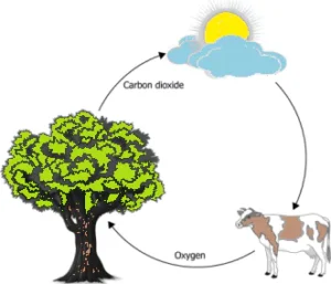 cbe-questions-science-class-6-ch-11-q-11-c
