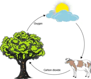 cbe-questions-science-class-6-ch-11-q-11-d