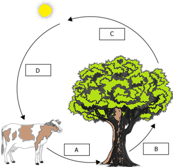 cbe-questions-science-class-6-ch-11-q-12