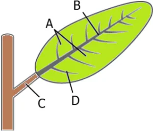 cbe-questions-science-class-6-ch-4-q-13