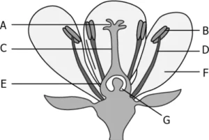 cbe-questions-science-class-6-ch-4-q-26