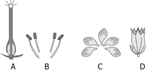 cbe-questions-science-class-6-ch-4-q-27