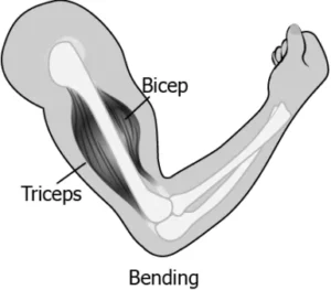 cbe-questions-science-class-6-ch-5-q-8