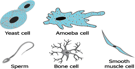 cbe-questions-science-class-9-ch-5-q-1
