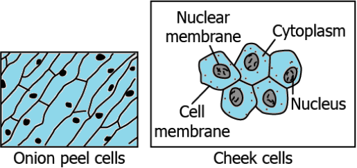cbe-questions-science-class-9-ch-5-q-2