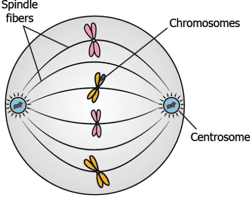 cbe-questions-science-class-9-ch-5-q-22