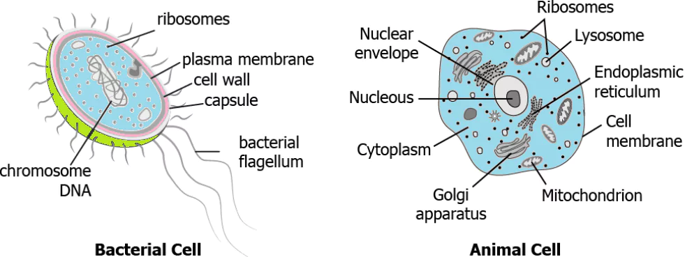 cbe-questions-science-class-9-ch-5-q-6