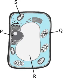 cbe-questions-science-class-9-ch-5-q-7