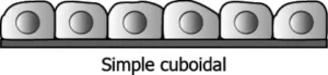 cbe-questions-science-class-9-ch-6-q-11-b