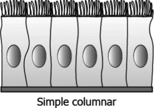 cbe-questions-science-class-9-ch-6-q-11-c