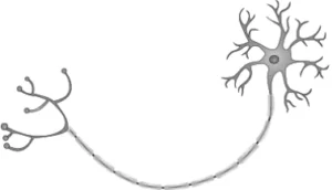 cbe-questions-science-class-9-ch-6-q-19-d