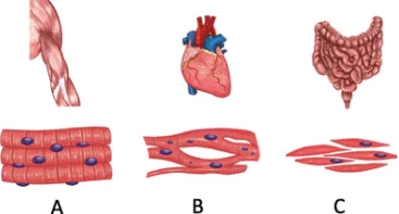 cbe-questions-science-class-9-ch-6-q-21
