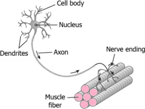 cbe-questions-science-class-9-ch-6-q-23