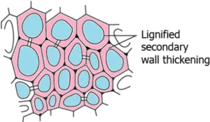 cbe-questions-science-class-9-ch-6-q-5