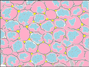cbe-questions-science-class-9-ch-6-q-6