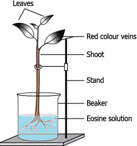 cbe-questions-science-class-9-ch-6-q-8