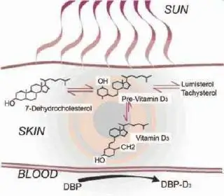 How exactly does the Sun provide us with Vitamin D?