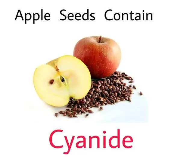 Are Apple seeds poisonous?