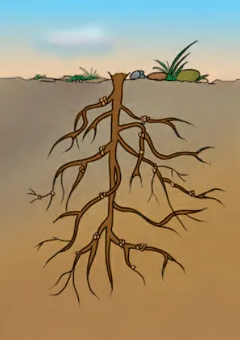 Legume Root Nodules