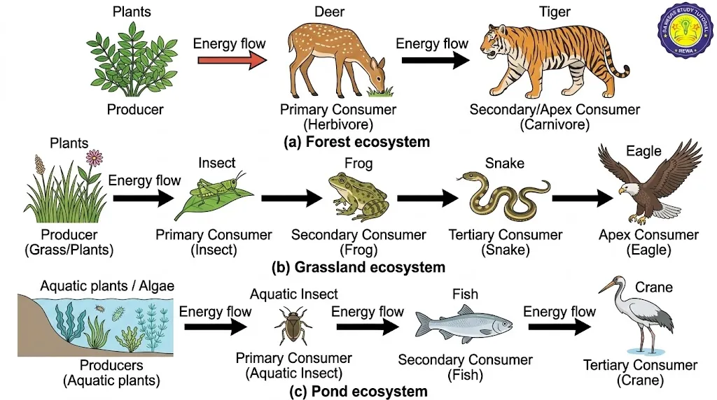 Activity 13.2 Aquatic Food Chain