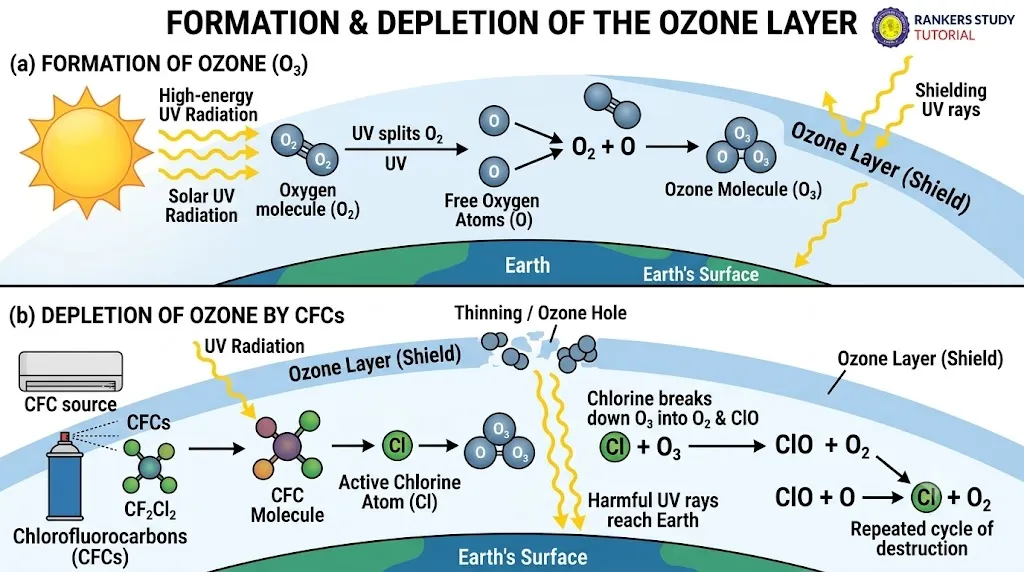 Activity 13.4 Ozone Depletion Research