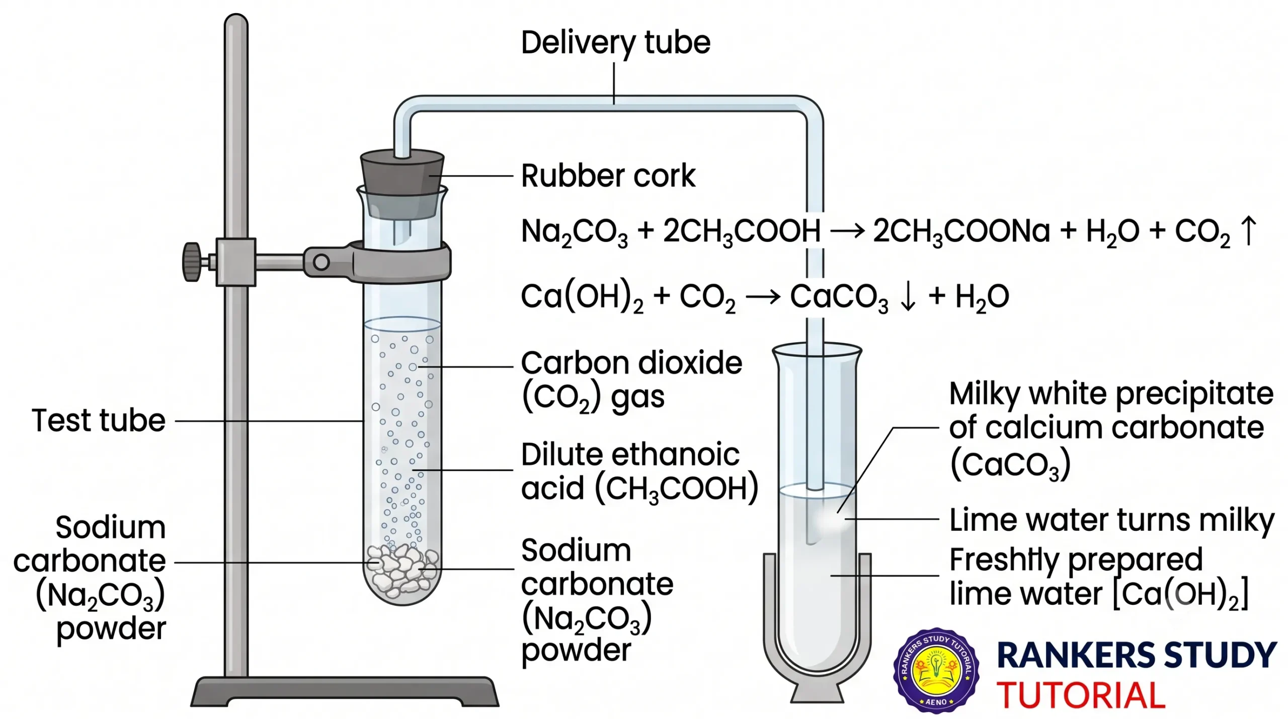 Reaction of Ethanoic Acid with Carbonates