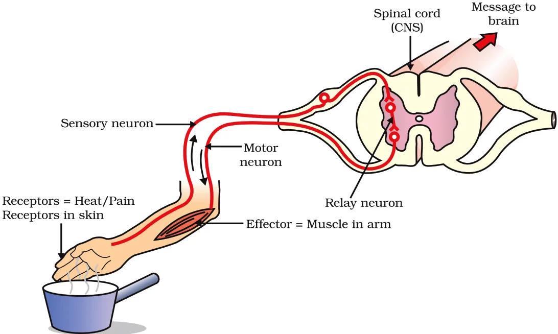 Figure 6.2 Reflex Arc Pathway