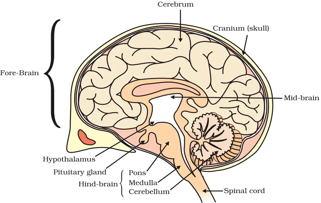 Figure 6.3 Human Brain Regions