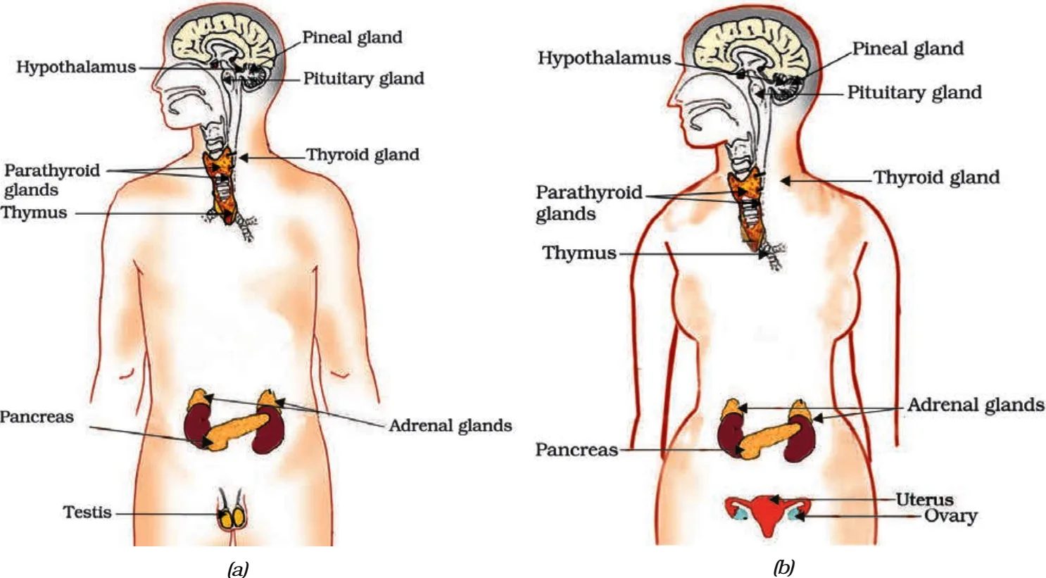 Figure 6.7 Endocrine Glands in Human Beings