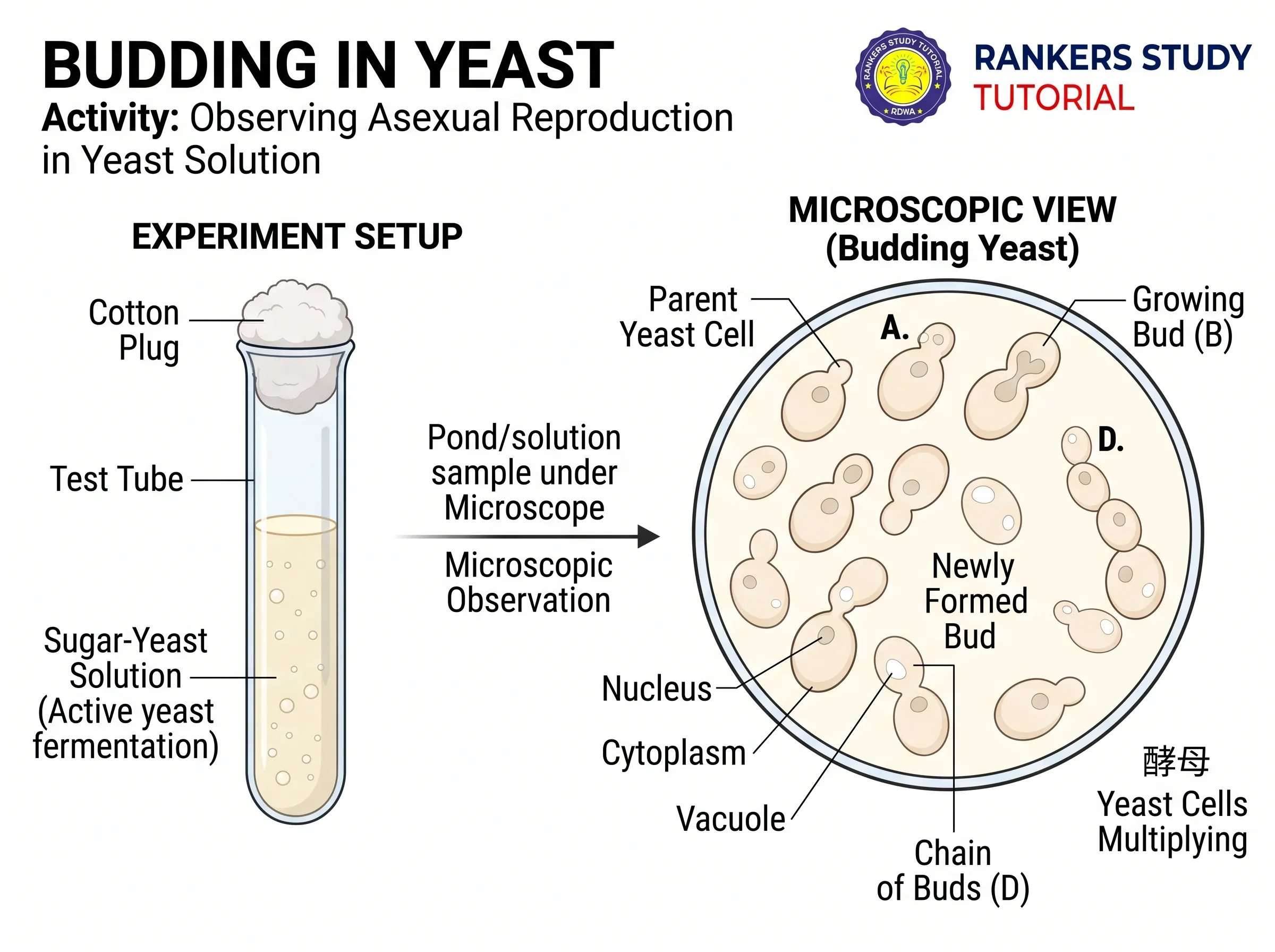 Activity 7.1 Yeast Budding Observation
